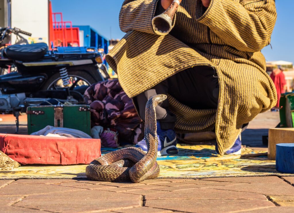 Marrakech Snake Charmer